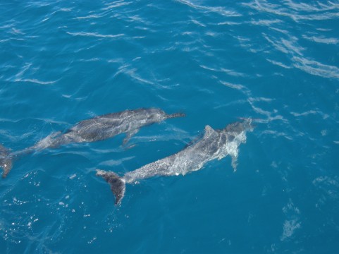 グアムの海に泳ぐイルカ